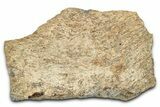 Dinosaur (Triceratops) Frill Shield Section - Montana #338945-1